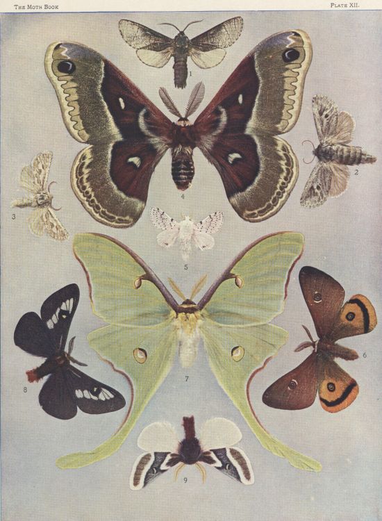 Plate XII — Artace Punctistriga is Fig. 5