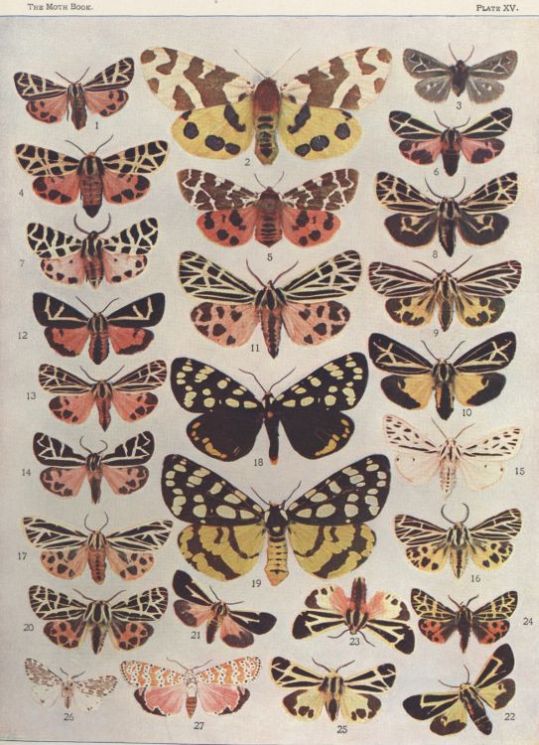Plate XV — Ranchman's Tiger-moth is Fig. 18