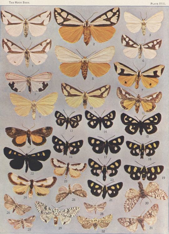 Plate XVII — Clymene Moth is Fig. 7