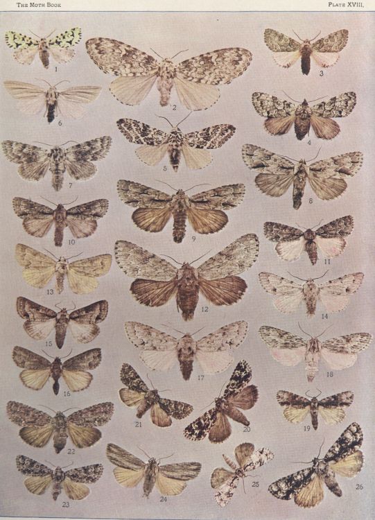 Plate XVIII — Lupine Dagger is Fig. 7