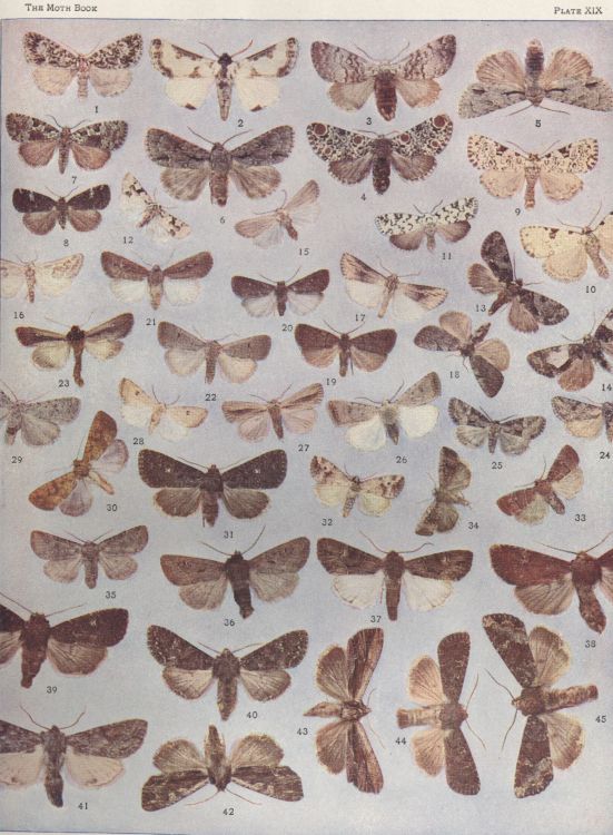 Plate XIX — Ciris Wilsoni is Fig. 2