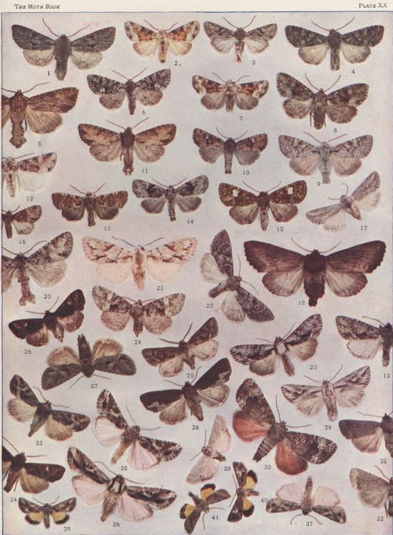 Plate XX — Dark-spotted Hadena is Fig. 8
