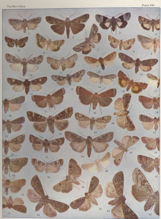 Plate XXI — Lepipolys Perscripta is Fig. 11