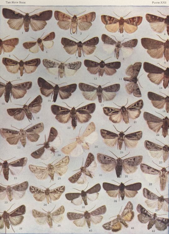 Plate XXII — Rascal Dart is Fig. 32