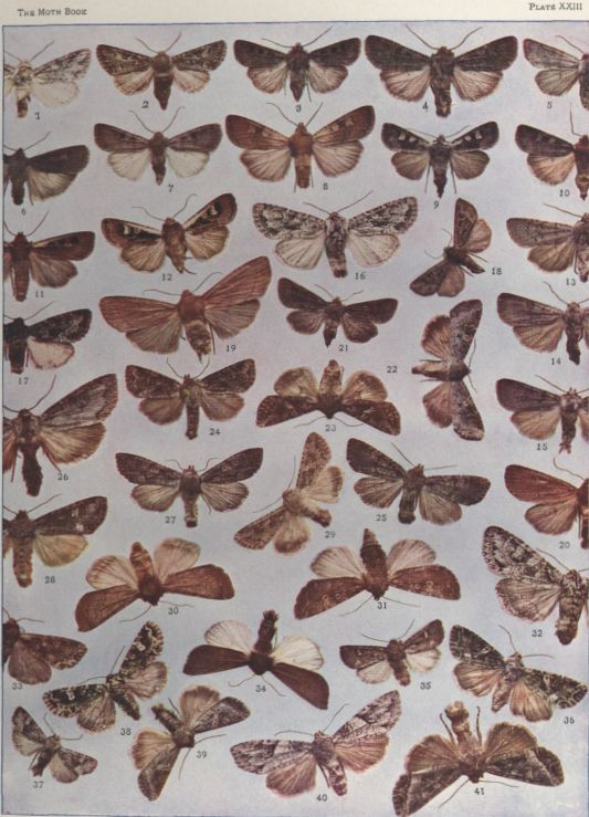 Plate XXIII — Basal Dart is Fig. 8