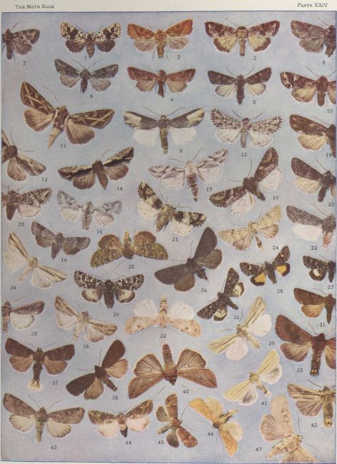 Plate XXIV — False Wainscot is Fig. 47