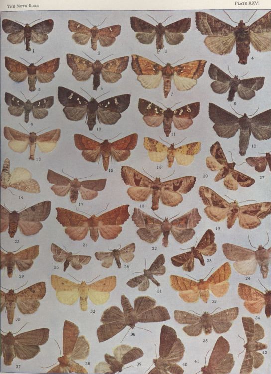 Plate XXVI — Lost Sallow is Fig. 42