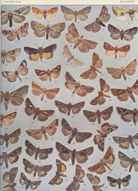 Plate XXVIII — Autographa Basigera is Fig. 26
