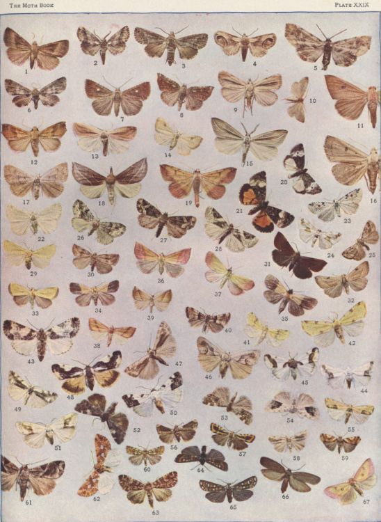 Plate XXIX — Azenia Implora is Fig. 29