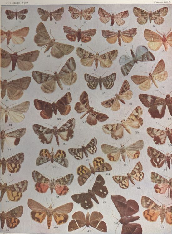 Plate XXX — Drasteria Caerulea is Fig. 13