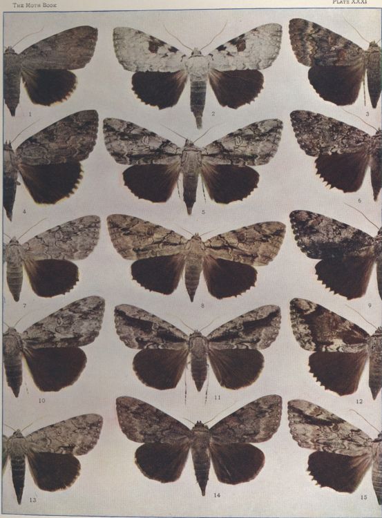 Plate XXXI — Robinson's Underwing is Fig. 7