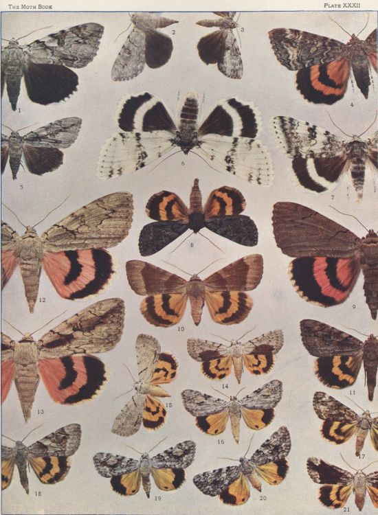 Plate XXXII — Judith Underwing is Fig. 2