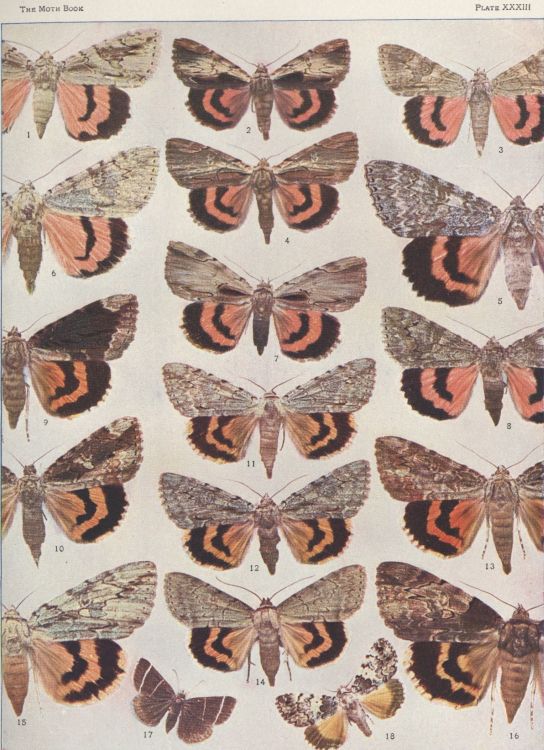 Plate XXXIII — Clouded Underwing is Fig. 16