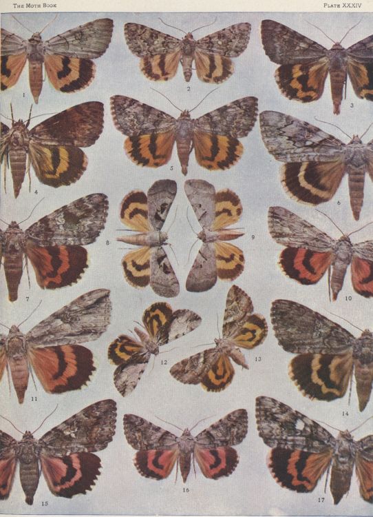 Plate XXXIV — Consort is Fig. 3
