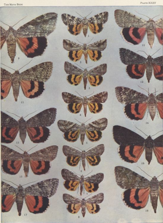 Plate XXXV — Amasia Underwing is Fig. 1