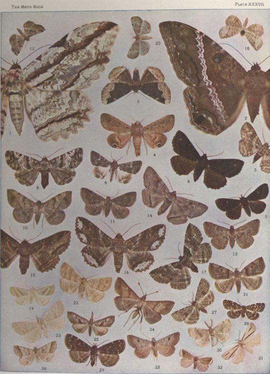 Plate XXXVII — Heterogramma Pyramusalis is Fig. 26