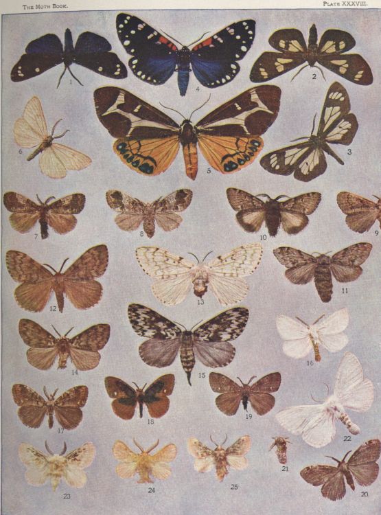Plate XXXVIII — Brown-tail Moth is Fig. 16