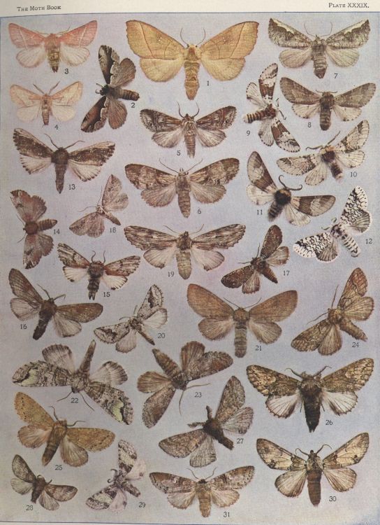 Plate XXXIX — Nadata Gibbosa is Fig. 1
