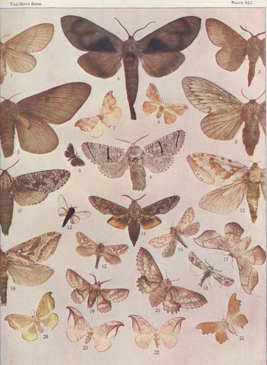 Plate XLI — Hepialus Hyperboreus is Fig. 15