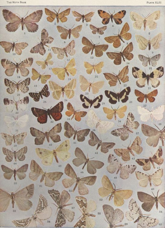 Plate XLIII — Chickweed Moth is Fig. 2