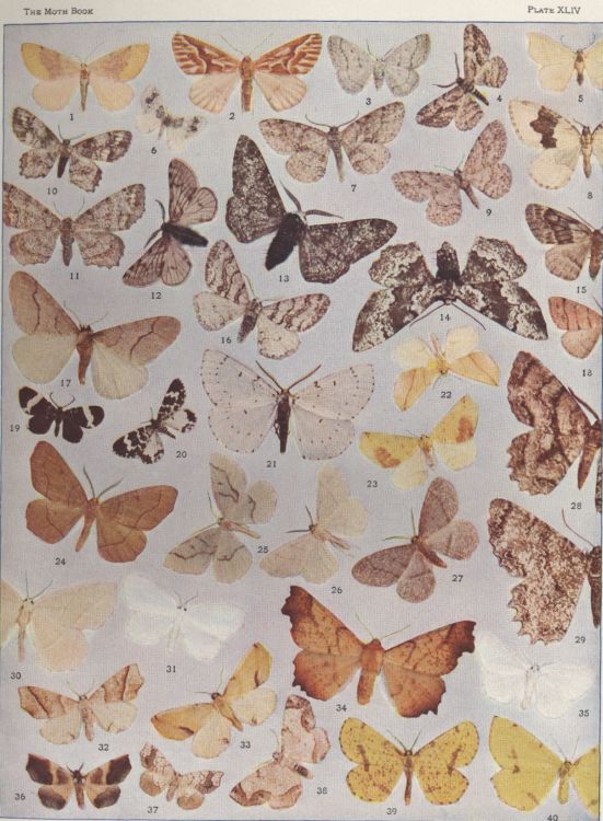 Plate XLIV — Macaria Glomeraria is Fig. 3