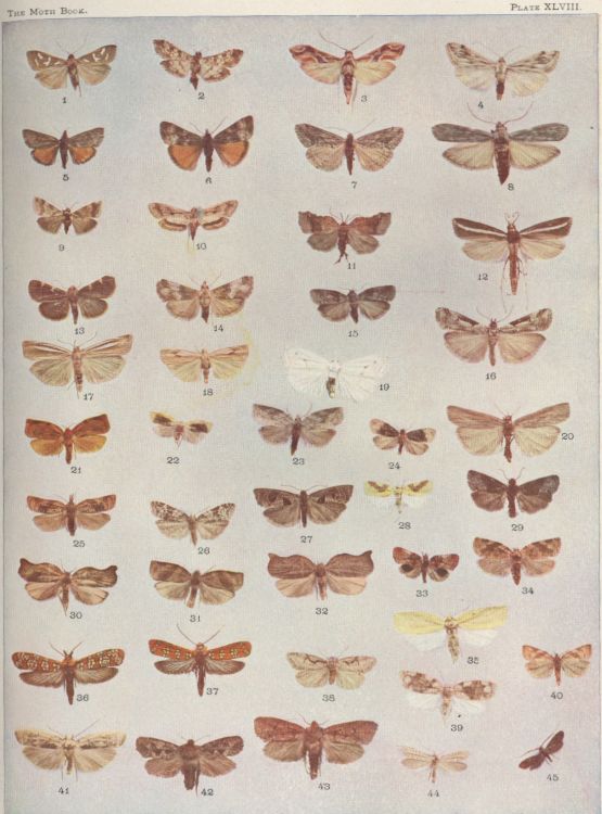 Plate XLVIII — Crambus Trisectus is Fig. 20