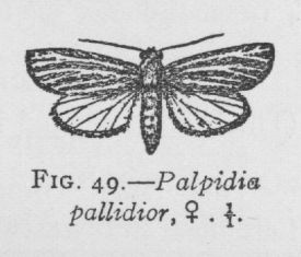 Dyar's Palpidia (detail)