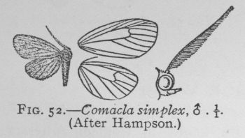 Mouse-colored Lichen-moth (detail)