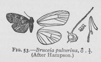 Powdered Lichen-moth (detail)