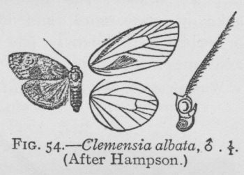 Little White Lichen-moth (detail)