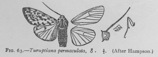 Many-spotted Tiger-moth (detail)