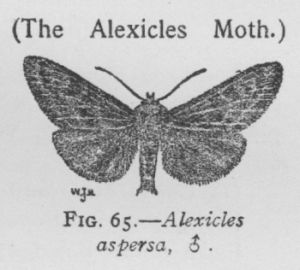 Alexicles Moth (detail)