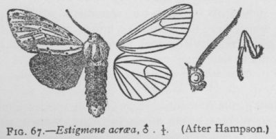White-bodied Estigmene (detail)