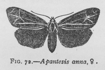 Virgin Tiger-moth (detail)