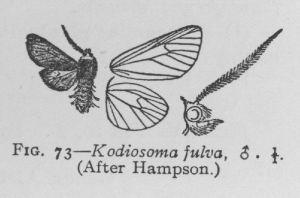 Kodiosoma Fulva (detail)
