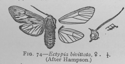 Two-banded Ectypia (detail)