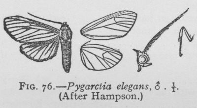 Elegant Pygarctia (detail)