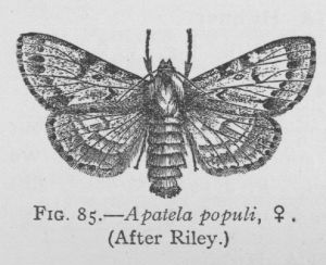 American Dagger-moth (detail)