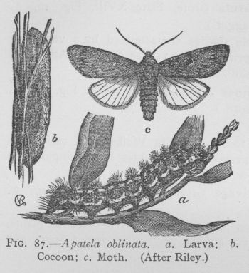 Fingered Dagger-moth (detail)