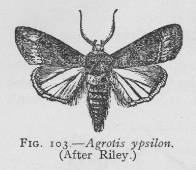 Pale-banded Dart (detail)