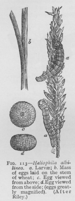 Army Worm (detail)