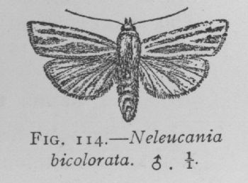 Two-colored Neleucania (detail)