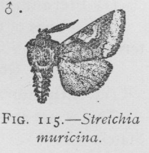 Stretchia Muricina (detail)