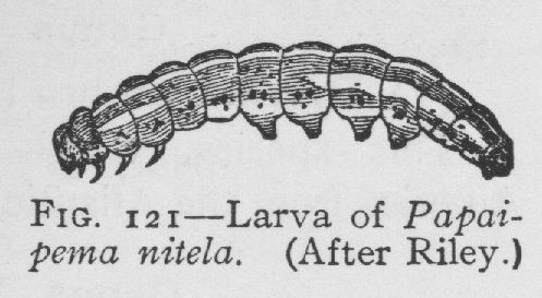 Papaipema Inquaesita (detail)