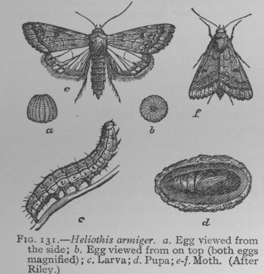 Boll-worm (detail)