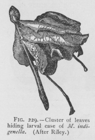 Walnut Case-bearer (detail)