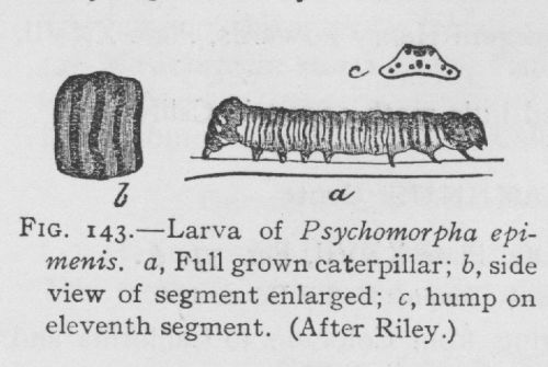 Psychomorpha Epimenis (detail)