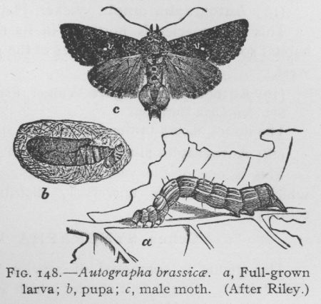 Autographa Bimaculata (detail)