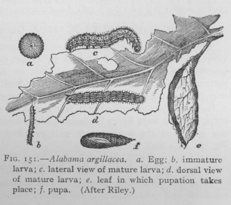 Cotton-worm Moth (detail)