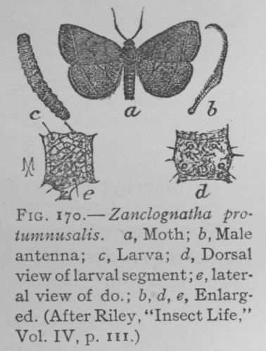 Zanclognatha Laevigata (detail)